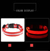 LED Glow Dog Collar and Leash